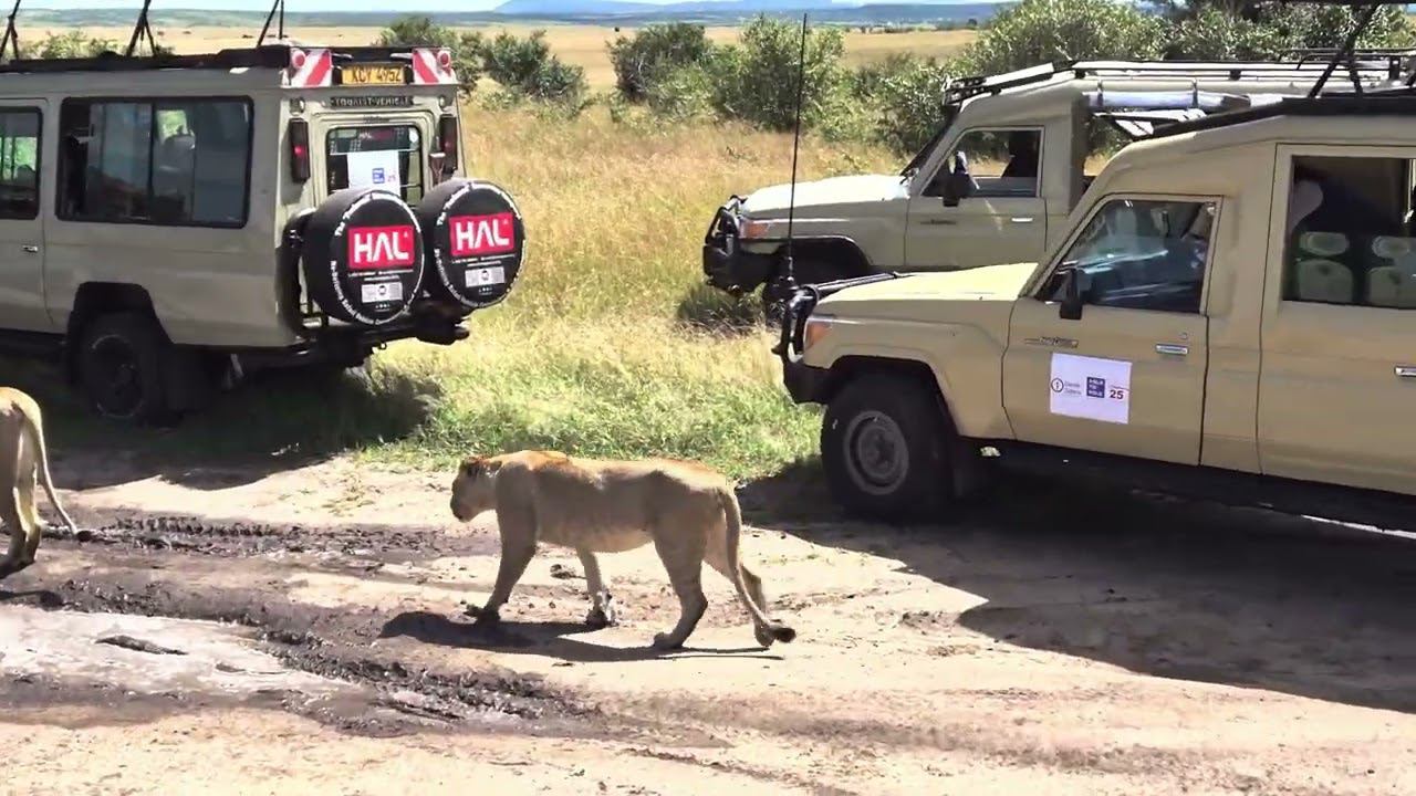 #lions  drink water