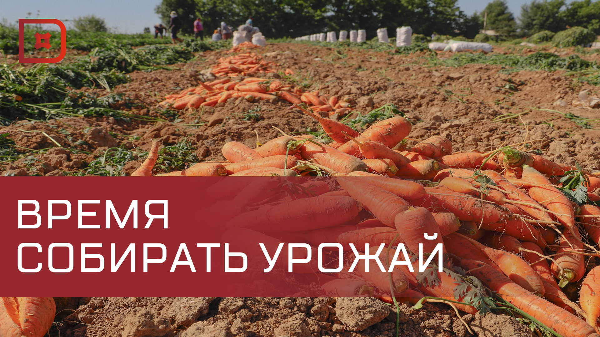 Аграрии Дагестана приступили к уборке  овощей
