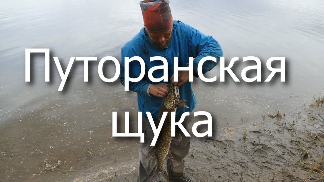 Путоранская щука