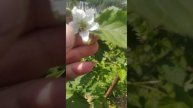 ежевика Лохтей первый цветок,1.06.23
