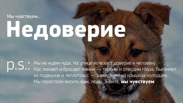 Бездомные животные