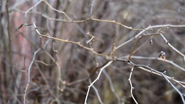 Nikon D3300 18-55mm Video Test / видео тест камеры