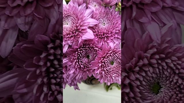 Хризантема садовая корейская Gompie Purple  #корея  #хризантема #черенкихризантемы #цветы