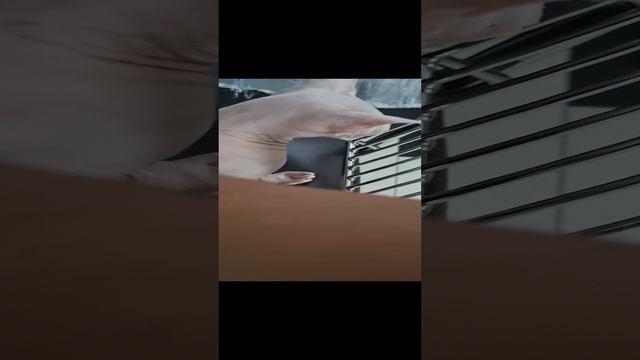 кошечка Эльза подруга Луиса