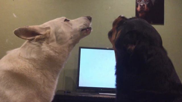 How to be a Rottweiler Part 1 - Karaoke