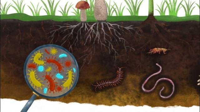Основные почвообразовательные процессы. Дерновый процесс.