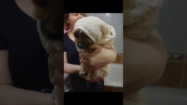 эта моя бусинка советую посмотреть такую милоту это фрагменты из его жизни (фотографии)