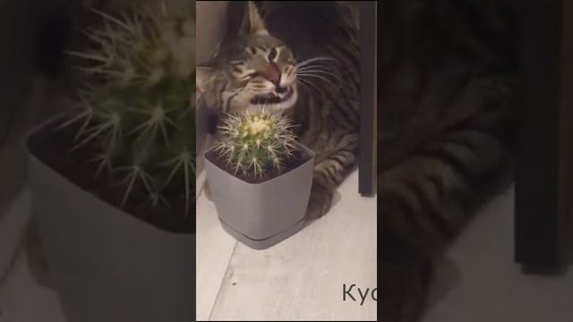 Котик плакал но продолжал есть ......