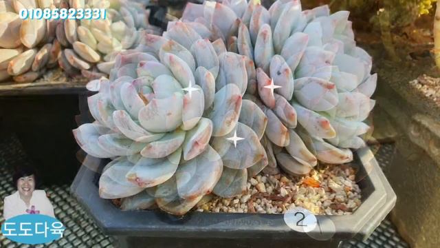 [색시 여배우] 마닐린 먼로가 아니고 다육이 먼로입니다 예쁜 먼로.  It's not Manilyn Monroe, it's succulent Monroe. Pretty Monro