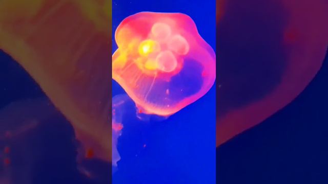 Вот эта медуза так медуза. Александра Миркушова