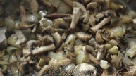 Закусочные улитки из блинчиков с грибной начинкой