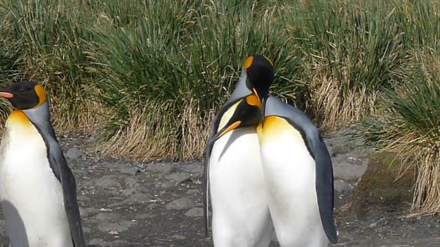 South Georgia / Salisbury Plain - King Penguin Mating # 1