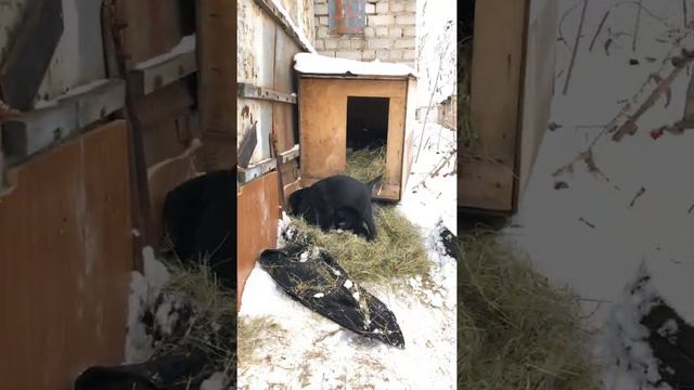 Воронеж! Щенки в добрые руки