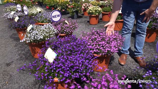 Syngenta Flowers BI Series Presentation   Techno Up