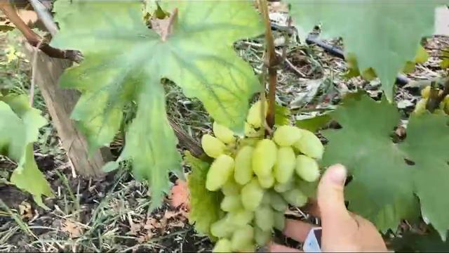 АЛИНКА виноград раннего срока созревания очень урожайный имеет сладкий гармоничный вкус
