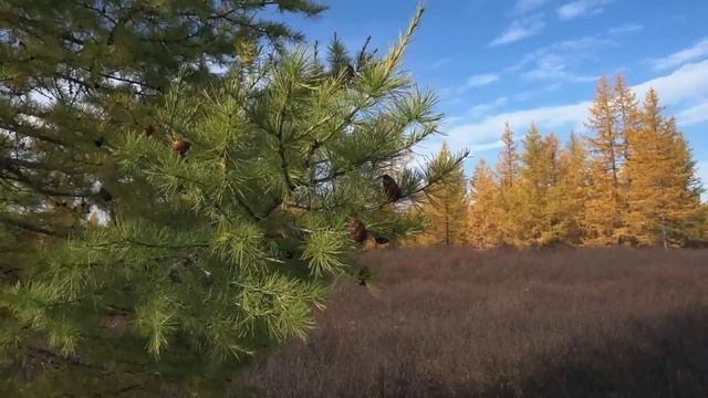 Эти русские кочевники осенью выживают на Крайнем Севере. Ямал. Кочевники Ненцы.