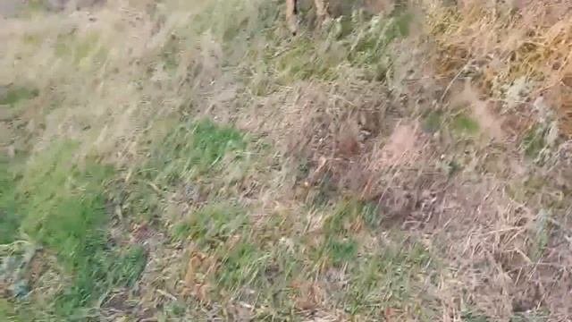 Гуляем под дождем.Ответ на комментарий о моих "непородистых" козах ;))