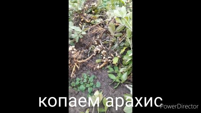 идём в школу//копаем арахис//опять опята//оладьи//(1 год назад)