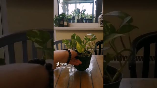 Растения для интерьера #эпипремнум #сциндапсус #urbanjungle #растения #домашниерастения #подмосковье
