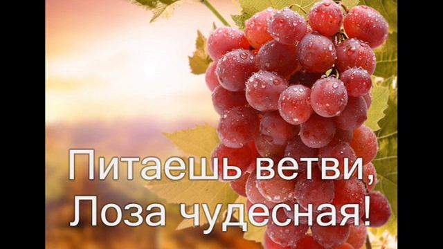 Из глубины веков. (Христианское караоке). Иешуа – Лоза небесная.