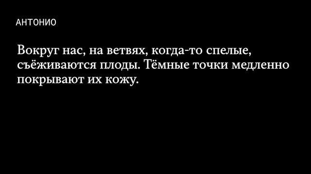 Солнце в листве айвового дерева