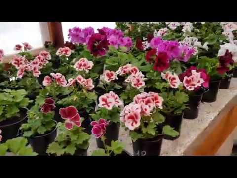Обрезаем пеларгонию на черенки