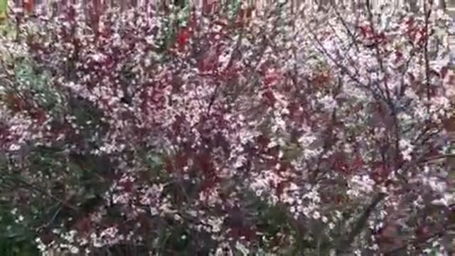 Cistena Shrub Blooms Dainty Pink Flowers!