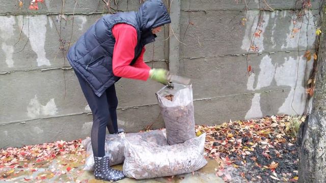 Посадка первоцветов в последнюю неделю октября
