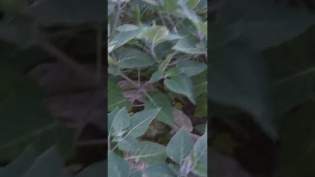 Datura inoxia flowers in the witches garden!