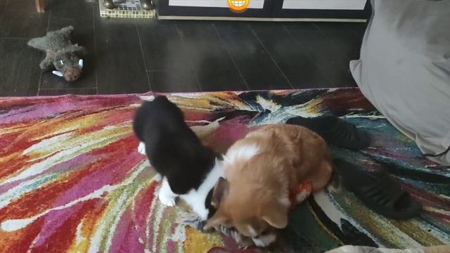 Щенки корги делят игрушку)))
