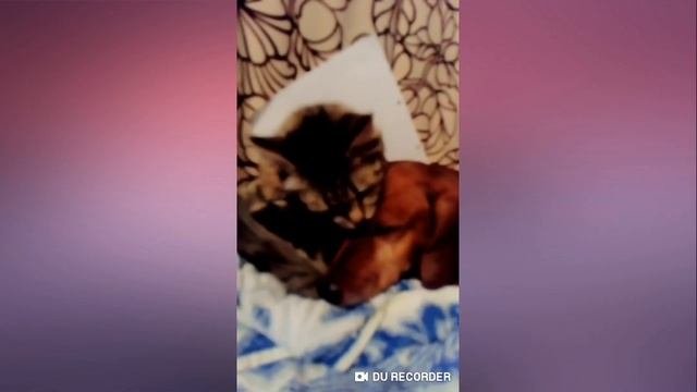 Милашки, Собака и кошка. ЛЮБОВЬ ?
