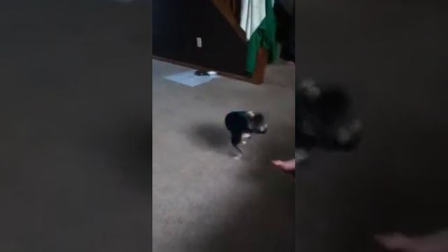 My crazy dog