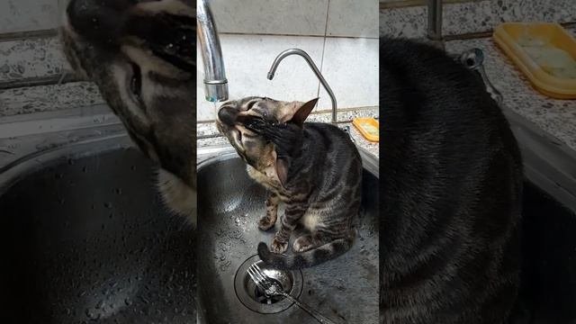 Бенгальская Кошка воды не боится!