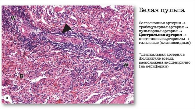 Селезенка.  Нормальная гистология