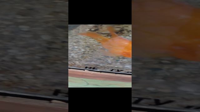 Оранжевые рыбки в аквариуме.