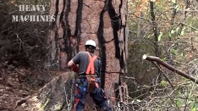Amazing Dangerous Skills Fastest Big Tree Felling, Extreme Biggest Tree Cutting Down Machines