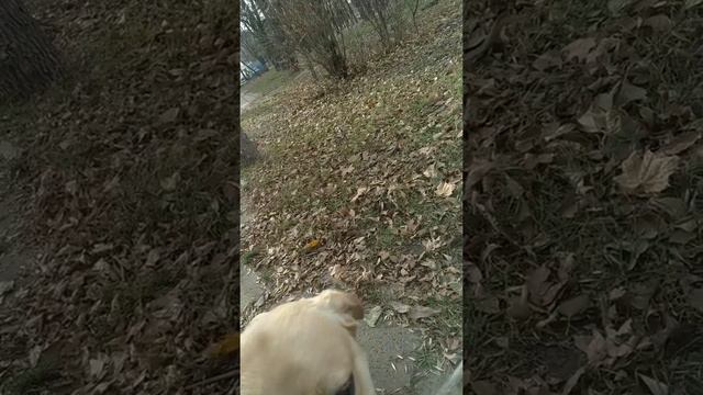 Дрессировка собак. Агата учится держать и носить вещь 🐶👜
