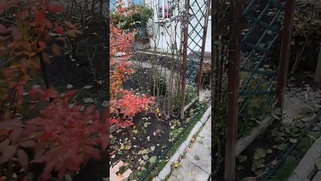 Пылающие кусты голубики в осеннем саду