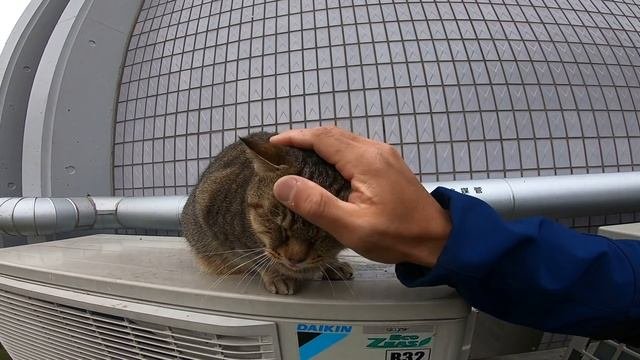 気持ち良くなるとベロをチョビっと出す野良猫が可愛過ぎる