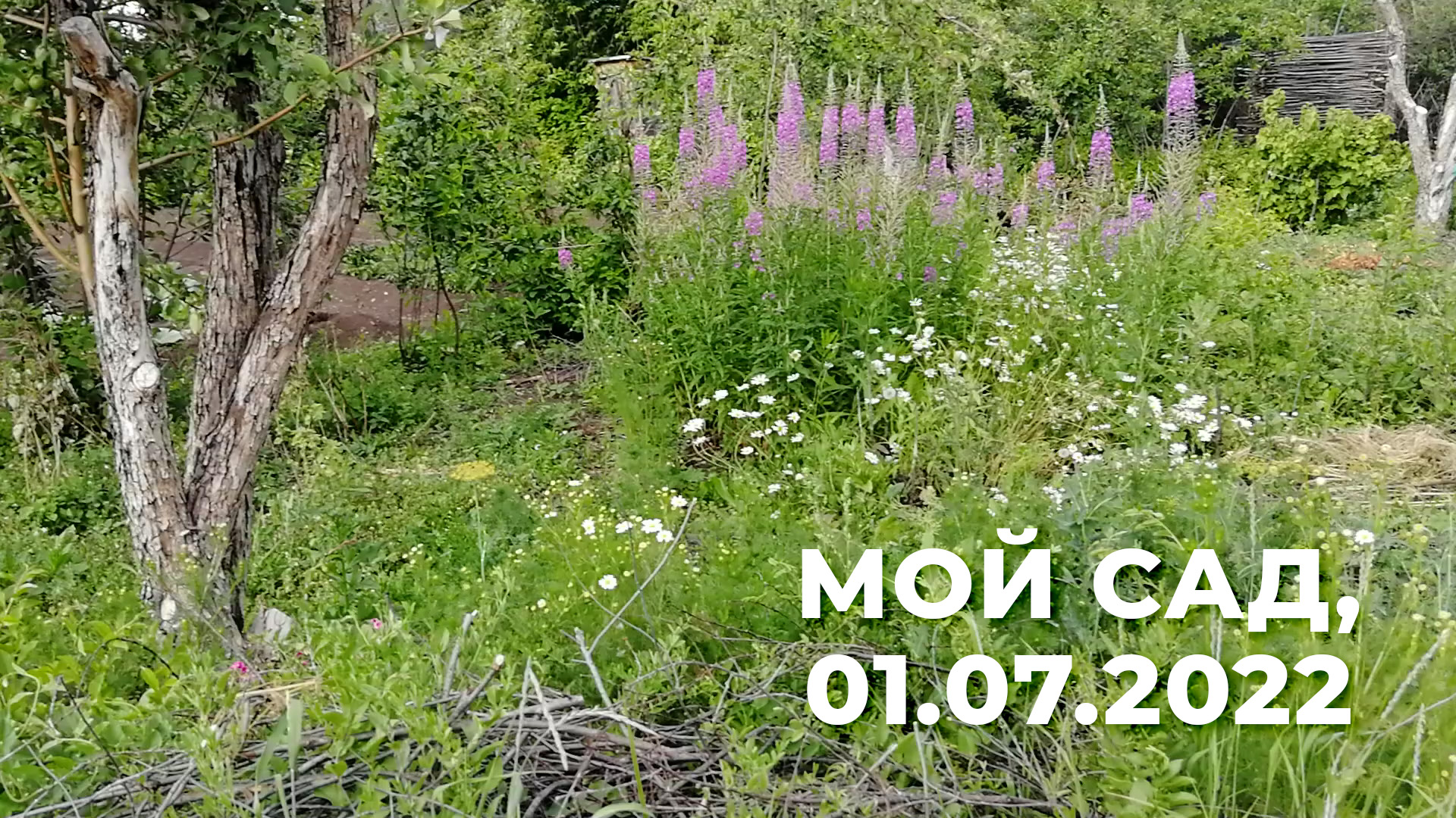 Мой сад, 1 июля 2022