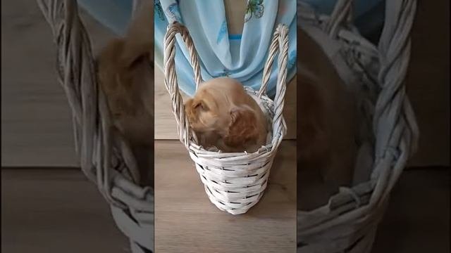 Платиновый мальчик Американский кокер спаниель 1 мес