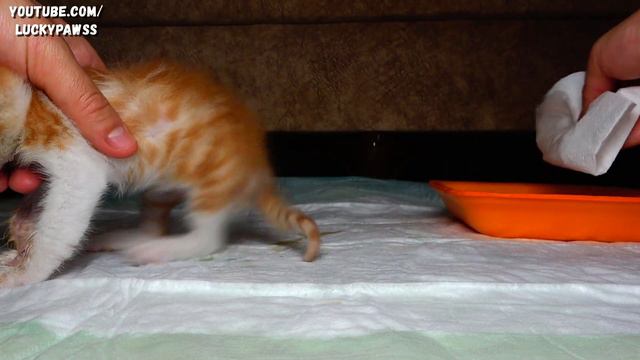 Sick Kitten That the Mom Cat Does Not Care For is Waiting For Help in A Corner (Kitten Care) Part 3
