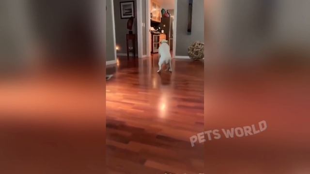 Я РЖАЛ ПОЛЧАСА / ПРИКОЛЫ С КОТАМИ И ДРУГИМИ ЖИВОТНЫМИ / СМЕШНЫЕ КОШКИ И СОБАКИ 2021