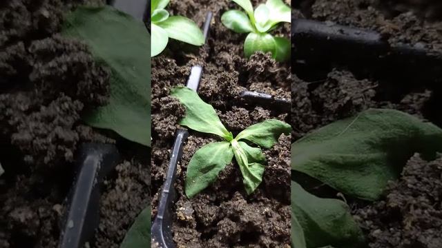 оторвали корни у эустомы. что делать?
