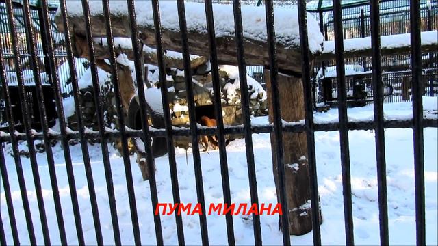 Семейство кошачьих. 09.11.18 г.