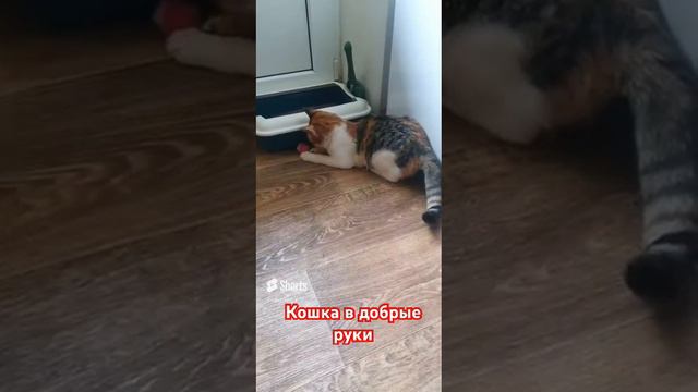 Кошка в добрые руки Москва и МО