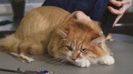 HAIR SHEDDING in CATS 🐱🐾 (Caring for Cats During Molting Season)
