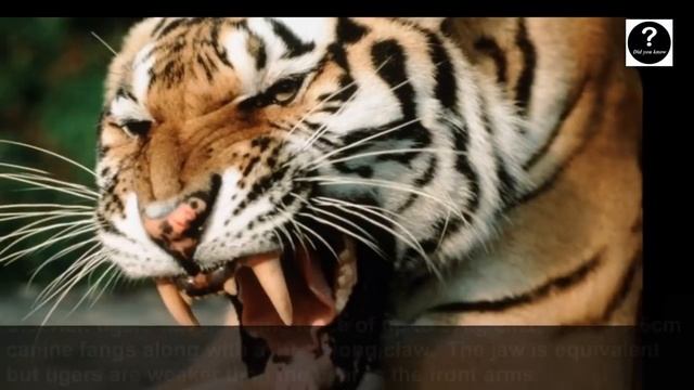 Siberian Tiger VS Kodiak Bear, Who Would Win #1 - Did you know?