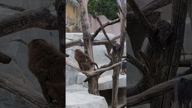 Monkey mood at Paris Zoo