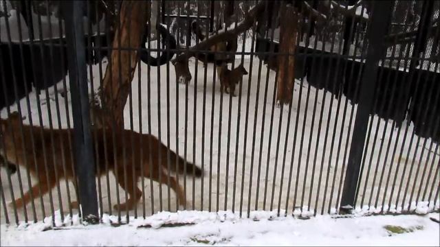 Леопард, песец и красные волки 4.02.18г.